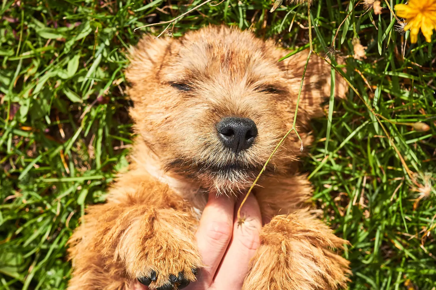Cumpărarea unui cățel Norwich Terrier înseamnă asumarea responsabilității! Cumpărați cățeluși Norwich Terrier.