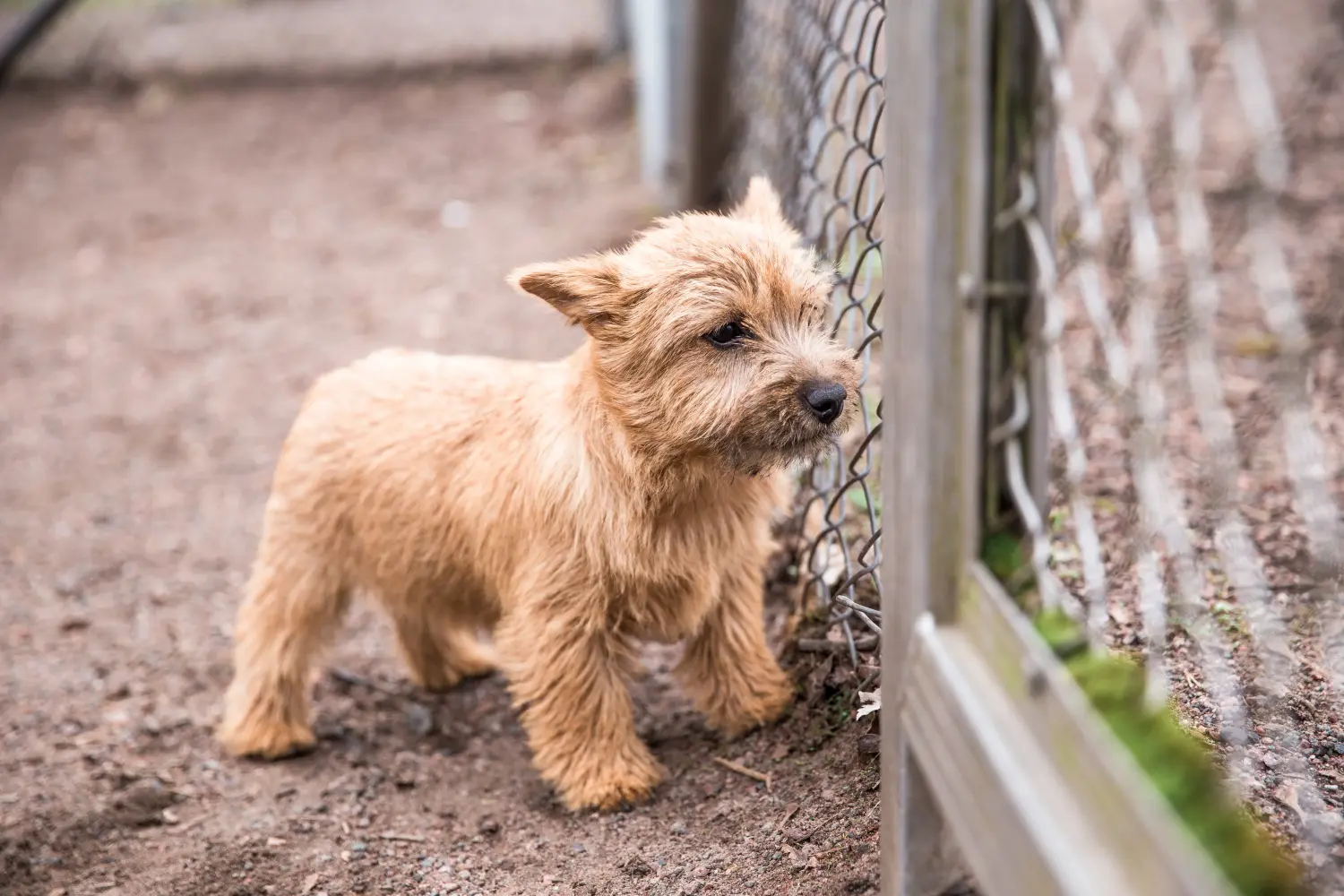 Cumpărarea unui cățel Norwich Terrier înseamnă asumarea responsabilității! Cumpărați cățeluși Norwich Terrier.