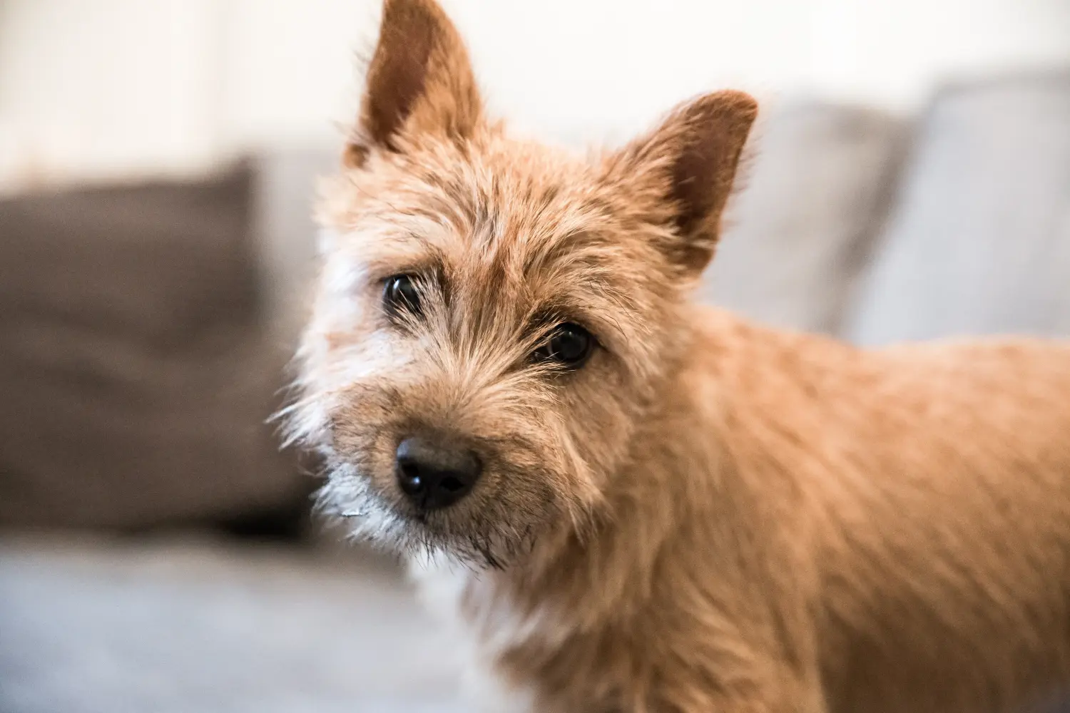 Cumpărarea unui cățel Norwich Terrier înseamnă asumarea responsabilității! Cumpărați cățeluși Norwich Terrier.