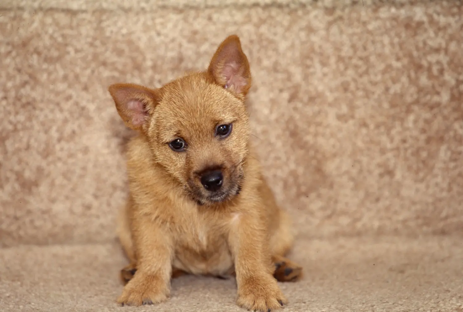 Cumpărarea unui cățel Norwich Terrier înseamnă asumarea responsabilității! Cumpărați cățeluși Norwich Terrier.