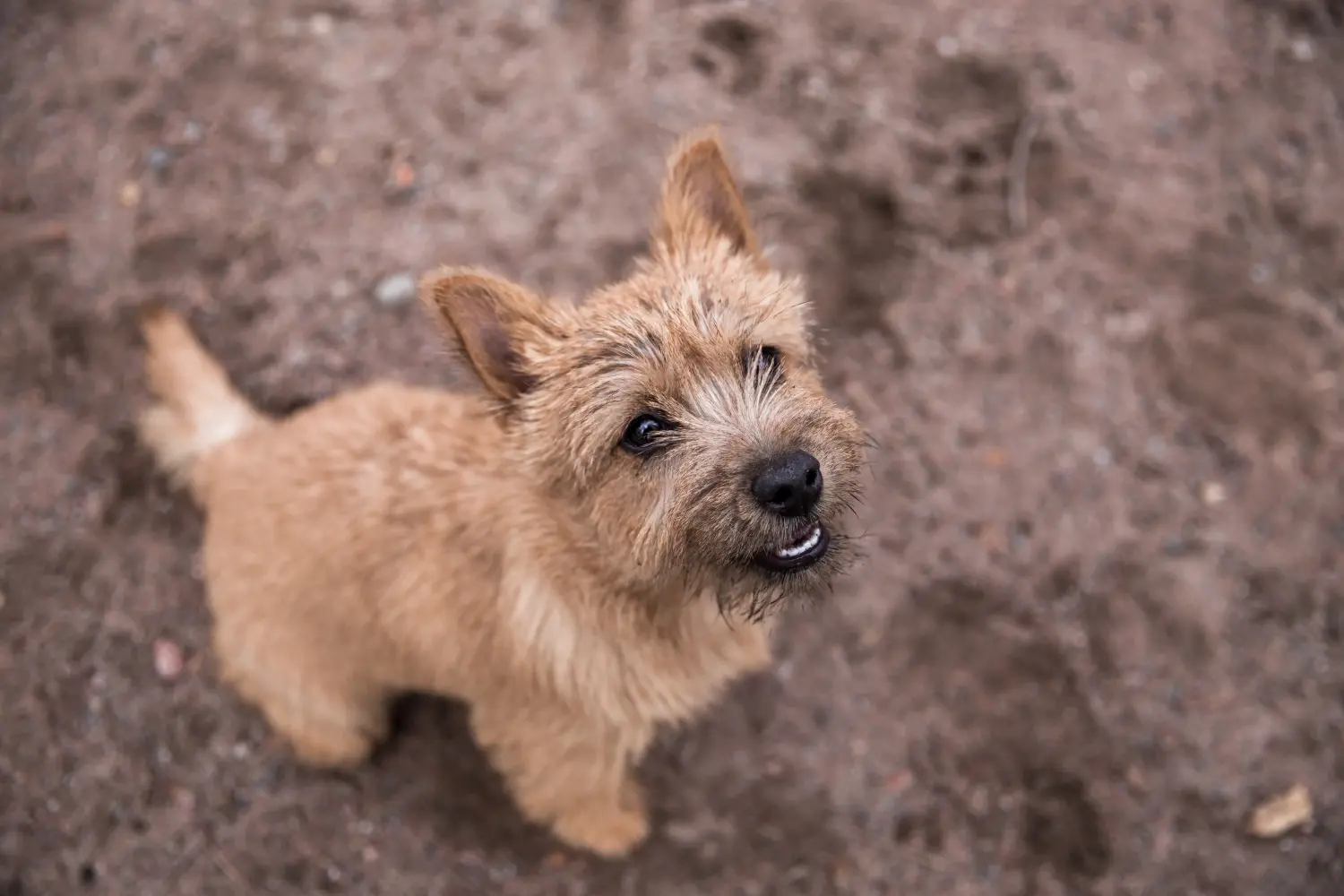 Cumpărarea unui cățel Norwich Terrier înseamnă asumarea responsabilității! Cumpărați cățeluși Norwich Terrier.