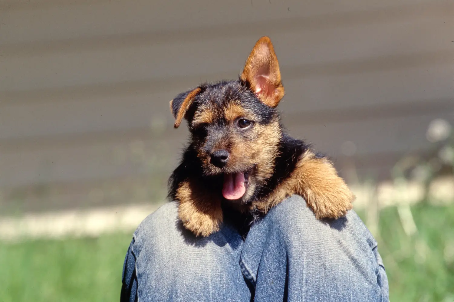 Cumpărarea unui cățel Norwich Terrier înseamnă asumarea responsabilității! Cumpărați cățeluși Norwich Terrier.
