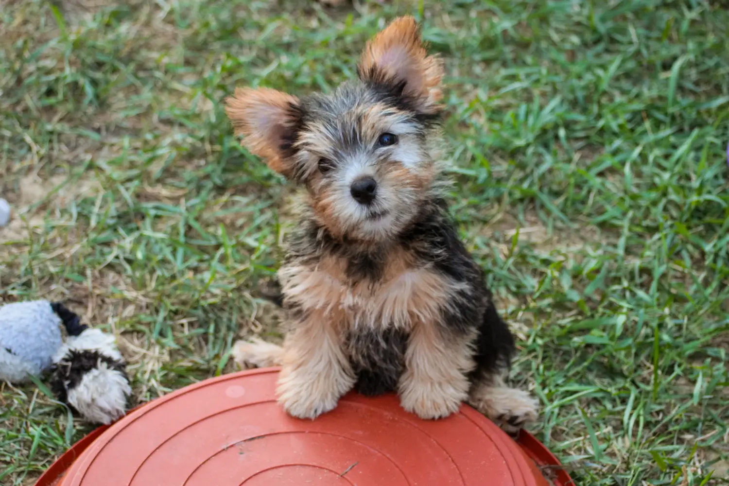 Cumpărarea unui cățel Norwich Terrier înseamnă asumarea responsabilității! Cumpărați cățeluși Norwich Terrier.