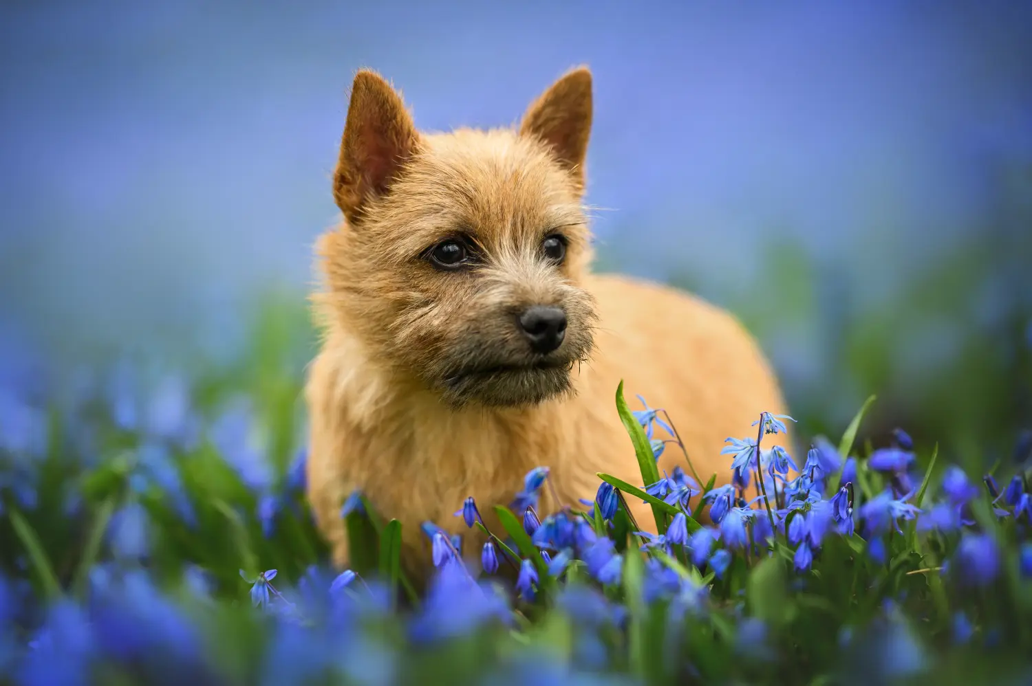 Cumpărarea unui cățel Norwich Terrier înseamnă asumarea responsabilității! Cumpărați cățeluși Norwich Terrier.