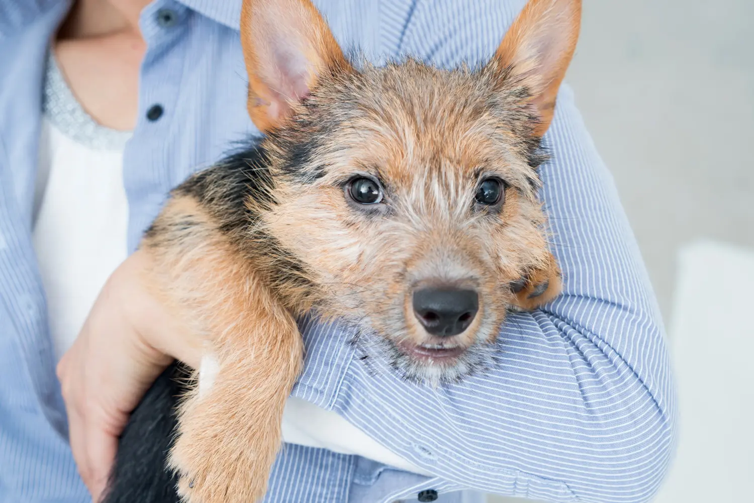 Cumpărarea unui cățel Norwich Terrier înseamnă asumarea responsabilității! Cumpărați cățeluși Norwich Terrier.