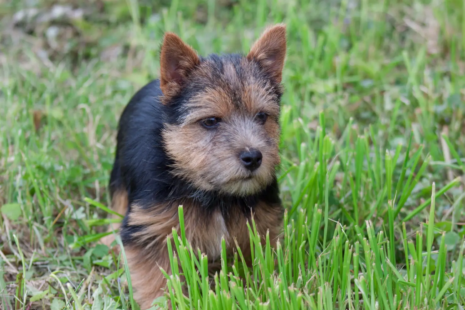 Cumpărarea unui cățel Norwich Terrier înseamnă asumarea responsabilității! Cumpărați cățeluși Norwich Terrier.