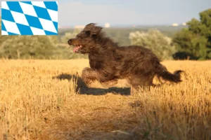 Read more about the article Crescători de pudeli de oi și căței în Bavaria