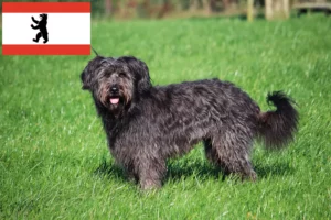 Read more about the article Crescători de pudeli de oaie și căței în Berlin