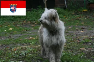 Read more about the article Crescători de pudeli de oaie și căței în Hessen