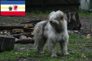 Read more about the article Crescători de pudeli de oaie și căței în Mecklenburg-Vorpommern