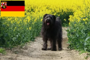 Read more about the article Crescători de pudeli de oi și căței în Renania-Palatinat