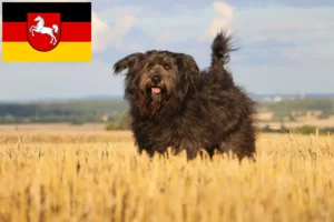 Read more about the article Sheep Poodle crescători și căței în Saxonia Inferioară