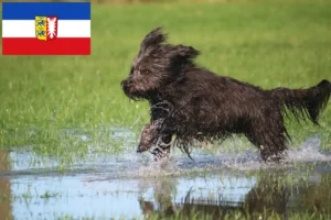 Read more about the article Crescători de pudeli de oaie și căței în Schleswig-Holstein