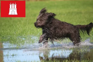Read more about the article Sheep Poodle crescători și căței în Hamburg