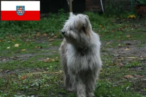 Read more about the article Crescători de pudeli de oi și căței în Thuringia