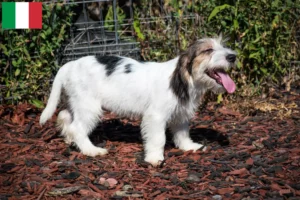 Read more about the article Petit Basset Griffon Vendéen crescători și căței în Italia