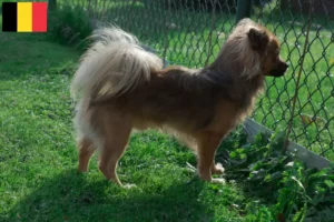 Read more about the article Pomchi crescători și căței în Belgia