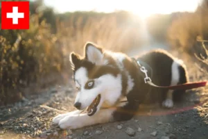 Read more about the article Crescători de Pomsky și căței în Elveția