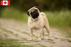 Read more about the article Pug crescători și căței în Canada