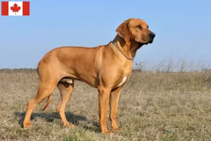 Read more about the article Rhodesian Ridgeback crescători și căței în Canada