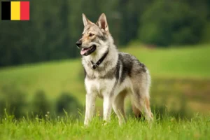 Read more about the article Crescători de câini lupi Saarloos și căței în Belgia