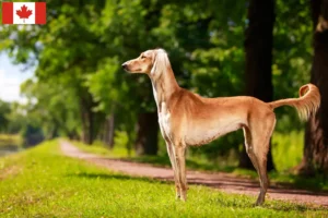 Read more about the article Saluki crescători și căței în Canada