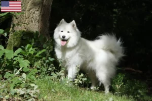 Read more about the article Crescători și căței Samoyed în SUA