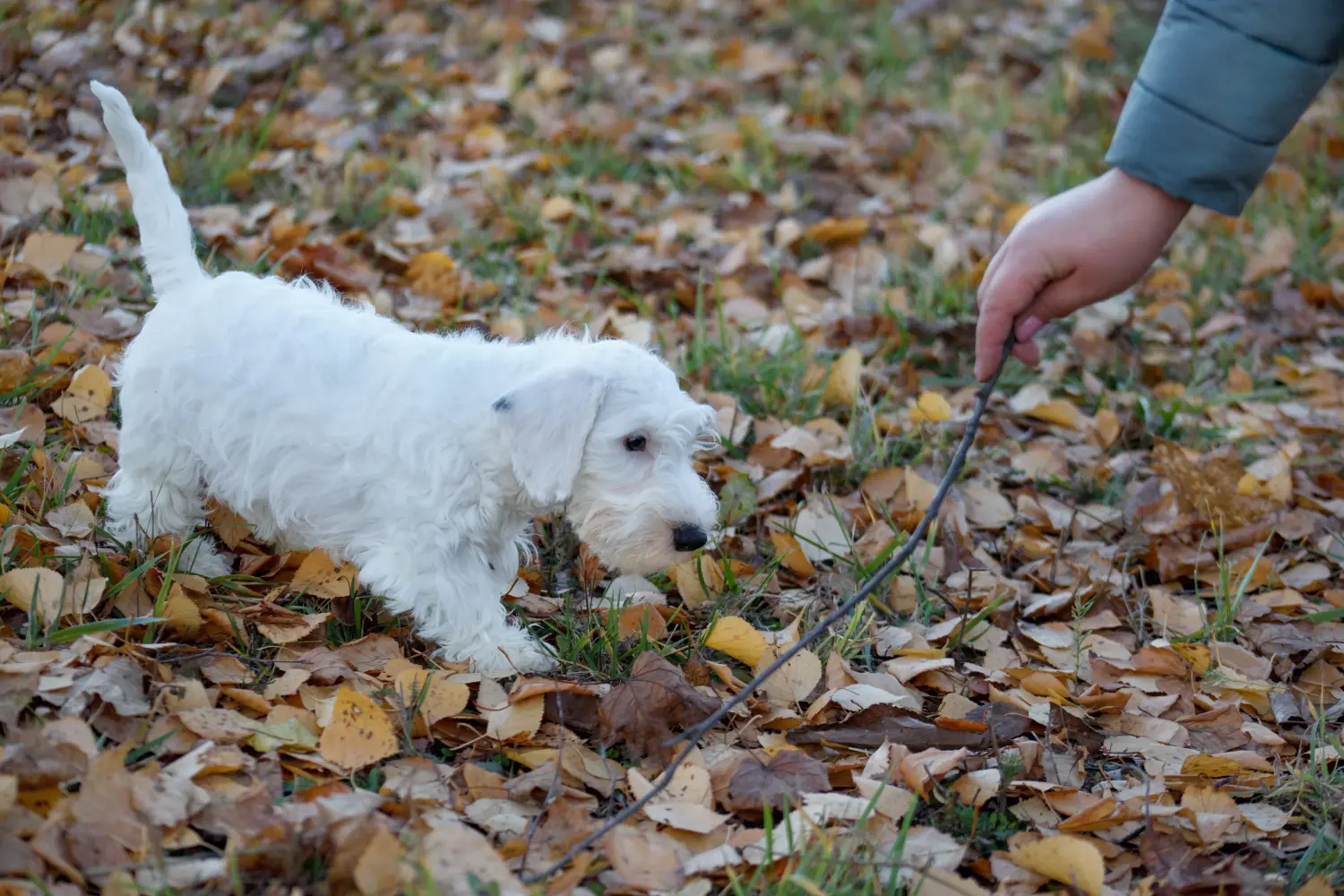 Cumpărarea unui cățeluș Sealyham Terrier înseamnă asumarea responsabilității! Cumpărați cățeluși Sealyham Terrier.