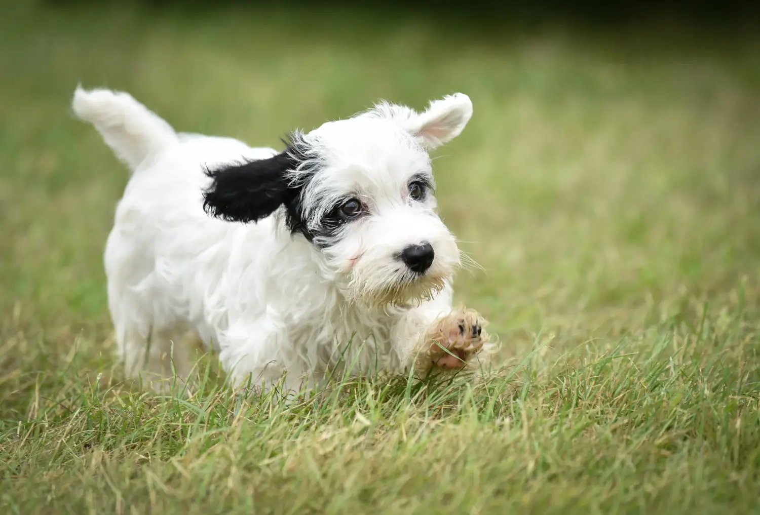 Cumpărarea unui cățeluș Sealyham Terrier înseamnă asumarea responsabilității! Cumpărați cățeluși Sealyham Terrier.