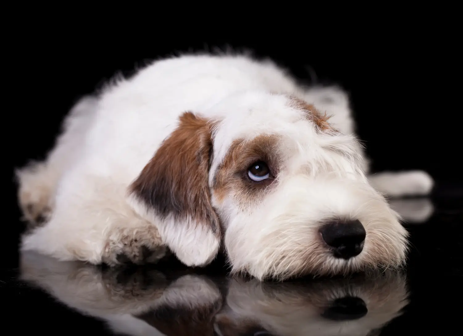 Cumpărarea unui cățeluș Sealyham Terrier înseamnă asumarea responsabilității! Cumpărați cățeluși Sealyham Terrier.