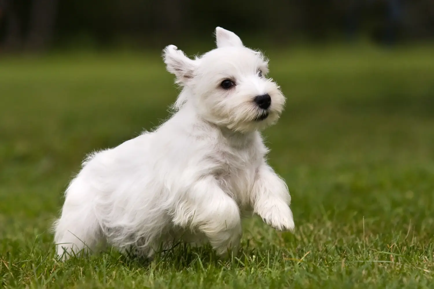 Cumpărarea unui cățeluș Sealyham Terrier înseamnă asumarea responsabilității! Cumpărați cățeluși Sealyham Terrier.