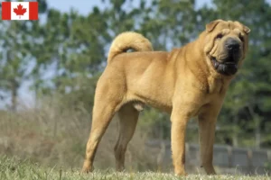 Read more about the article Crescători de Shar-Pei și căței în Canada