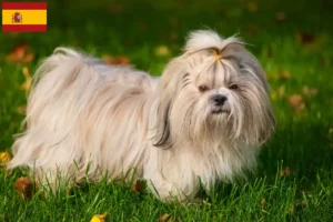 Read more about the article Shih Tzu crescători și căței în Spania