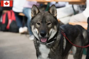 Read more about the article Shikoku crescători și căței în Canada