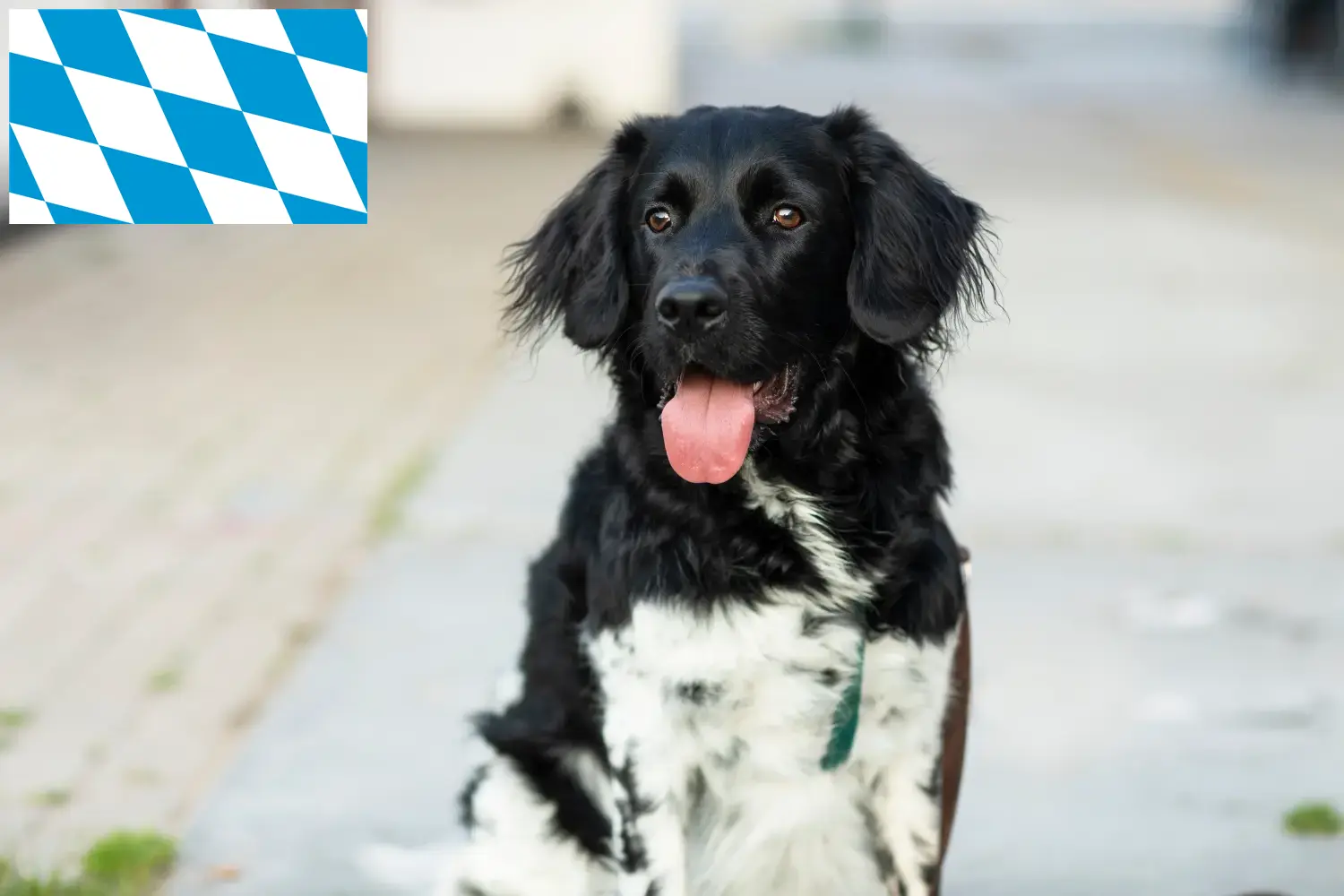Read more about the article Stabij crescători și căței în Bavaria