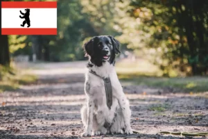 Read more about the article Stabij crescători și căței în Berlin