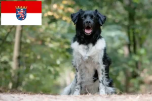 Read more about the article Stabij crescători și căței în Hessen