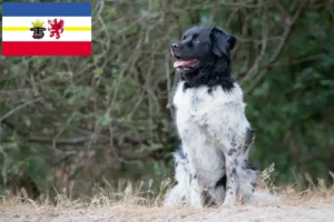 Read more about the article Stabij crescători și căței în Mecklenburg-Vorpommern