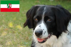 Read more about the article Stabij crescători și căței în Renania de Nord-Westfalia