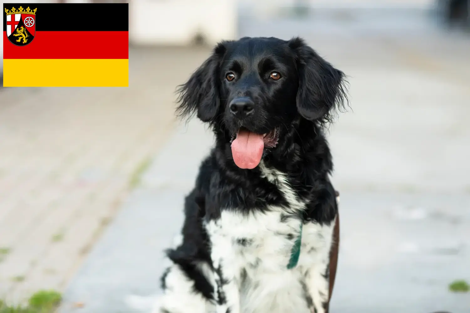 Read more about the article Stabij crescători și căței în Renania-Palatinat