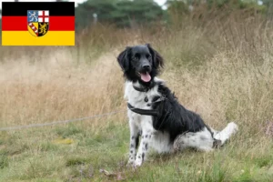 Read more about the article Stabij crescători și căței în Saarland