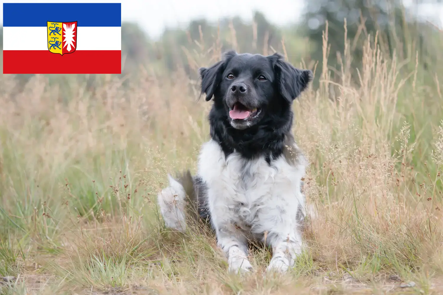 Read more about the article Stabij crescători și căței în Schleswig-Holstein