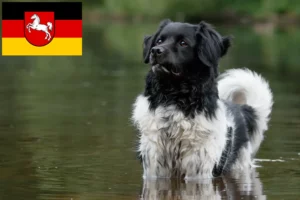 Read more about the article Stabij crescători și căței în Saxonia Inferioară