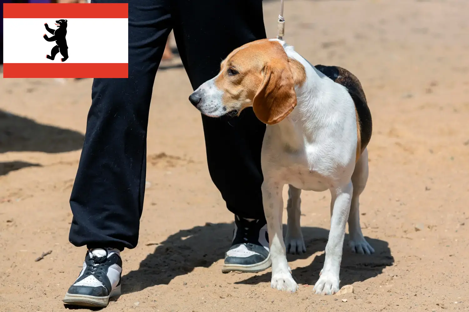 Read more about the article Swiss Lowland Dog Breeder și cățeluși în Berlin