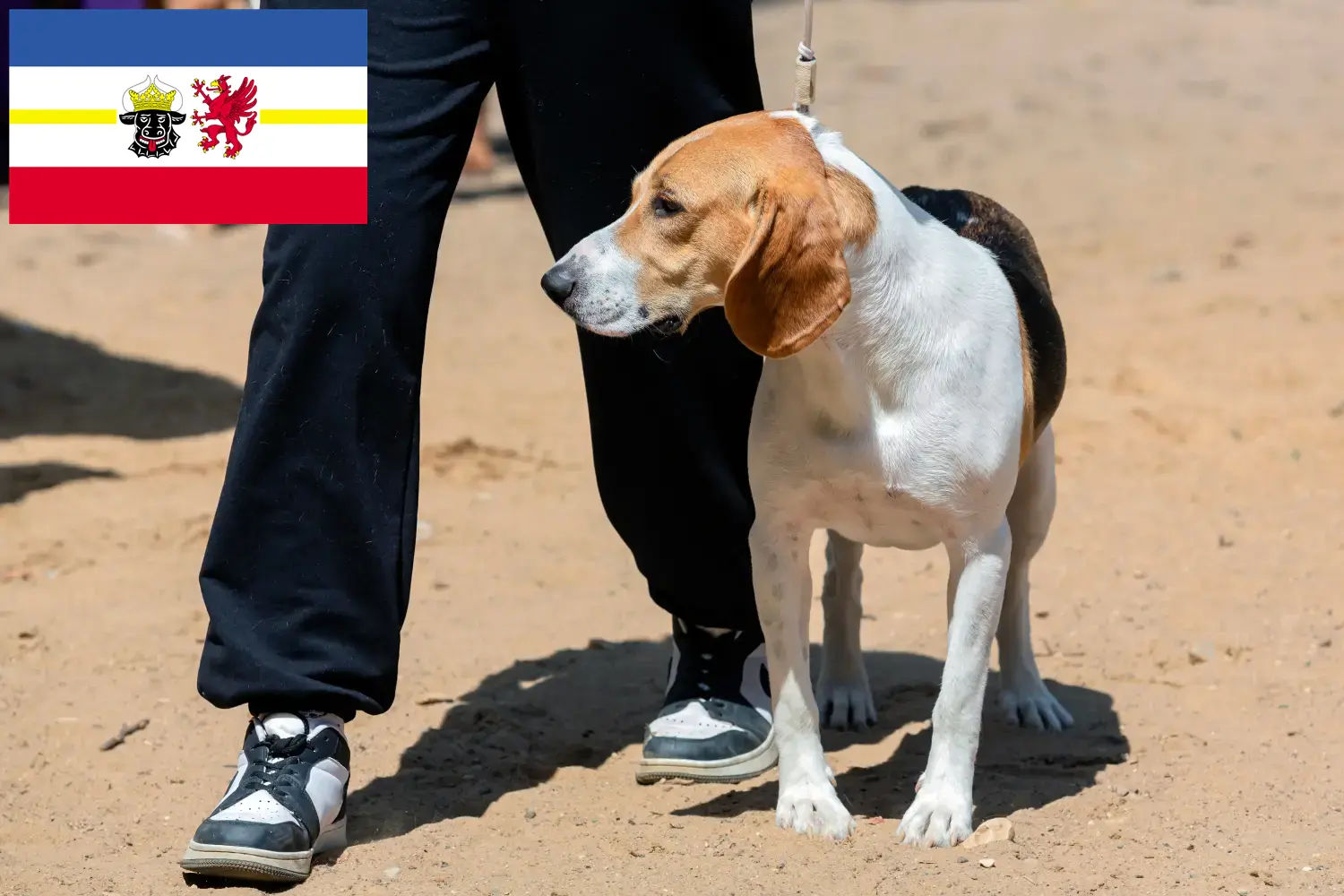Read more about the article Swiss Lowland Dog Breeder și cățeluși în Mecklenburg-Vorpommern
