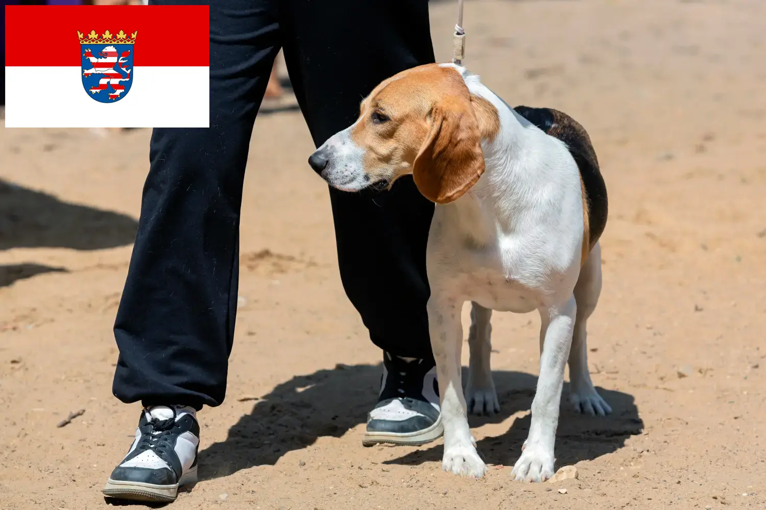 Read more about the article Swiss Downhill Dog Breeder și căței în Hessen