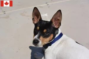 Read more about the article Teddy Roosevelt Terrier crescători și căței în Canada