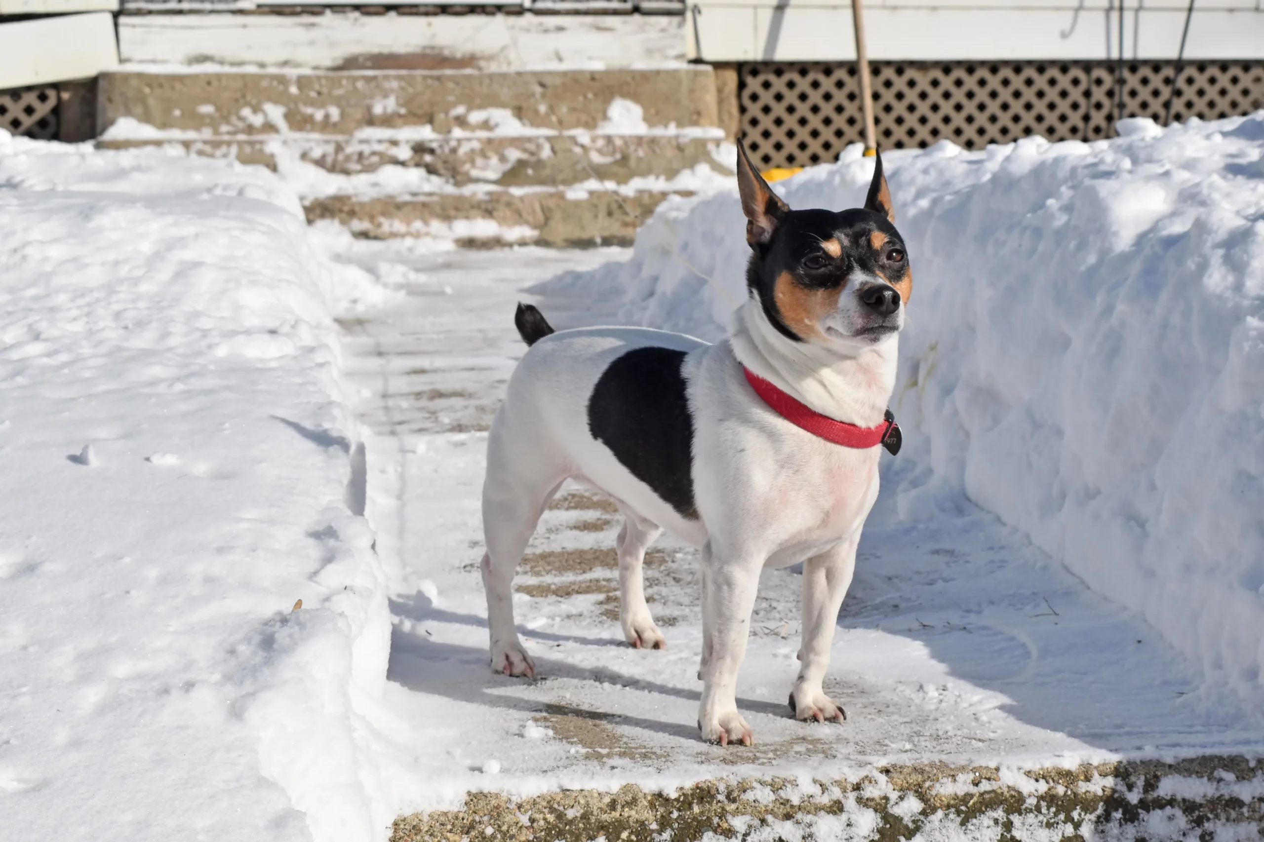 Read more about the article Crescător de Terrier Teddy Roosevelt