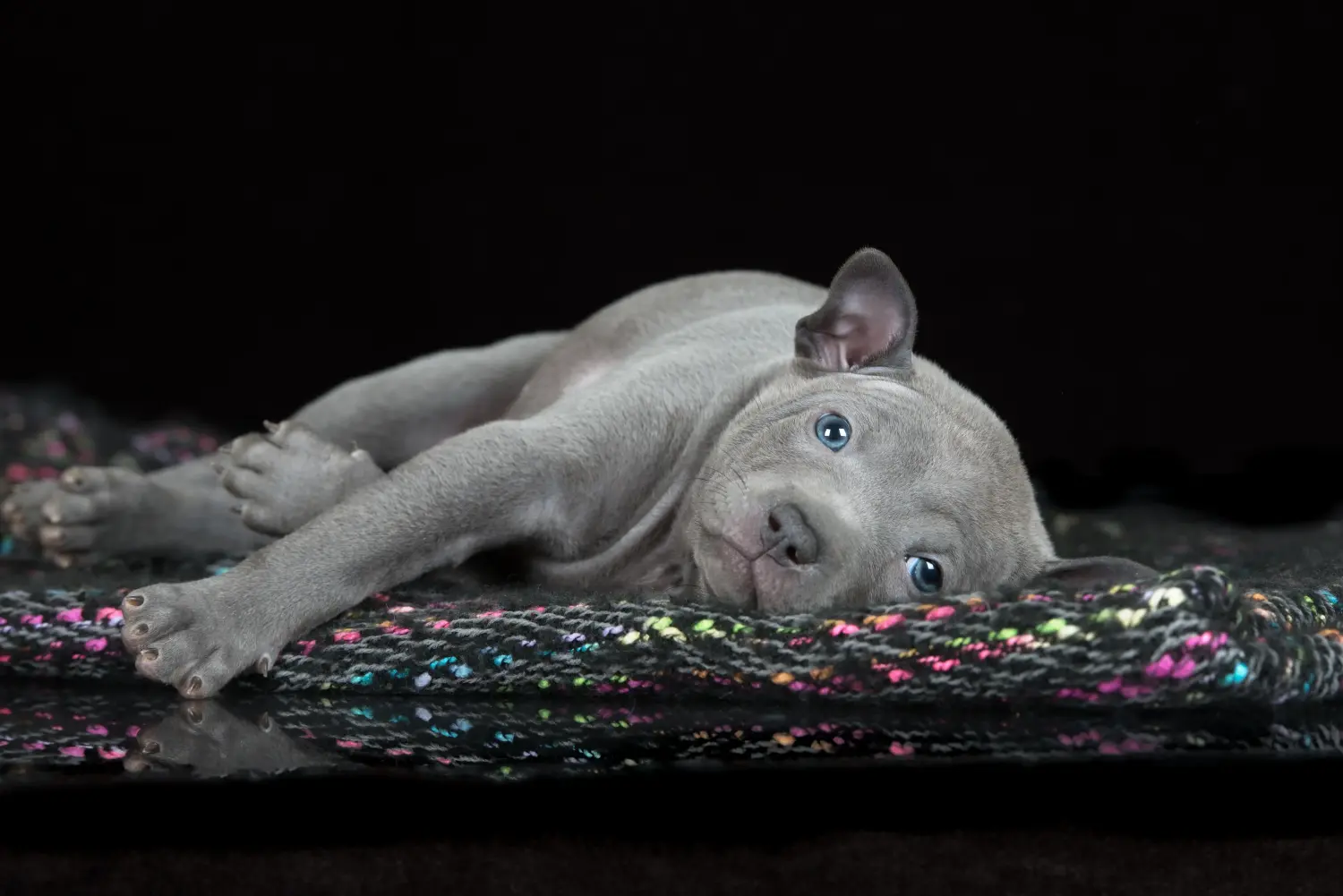 Cumpărarea unui cățel Thai Ridgeback înseamnă asumarea responsabilității! Cumpărați cățeluși Thai Ridgeback.