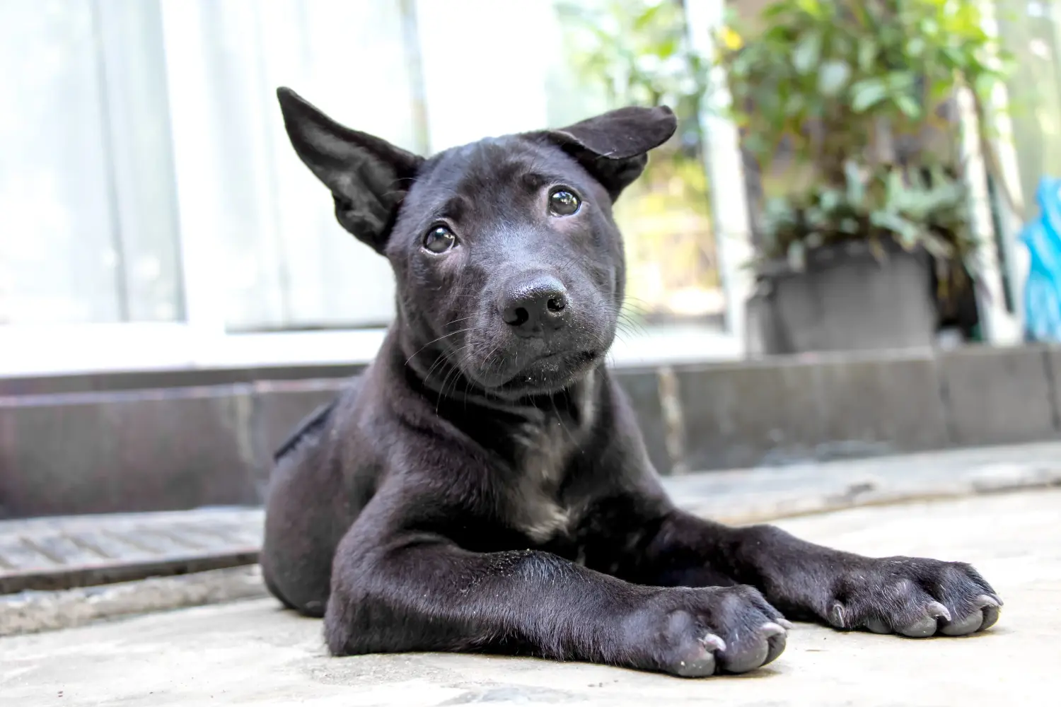 Cumpărarea unui cățel Thai Ridgeback înseamnă asumarea responsabilității! Cumpărați cățeluși Thai Ridgeback.